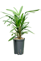 Roślina hydroponiczna Rhapis Excelsa