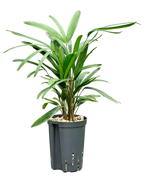Roślina hydroponiczna Rhapis