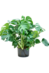 Hydroplant Monstera Deliciosa