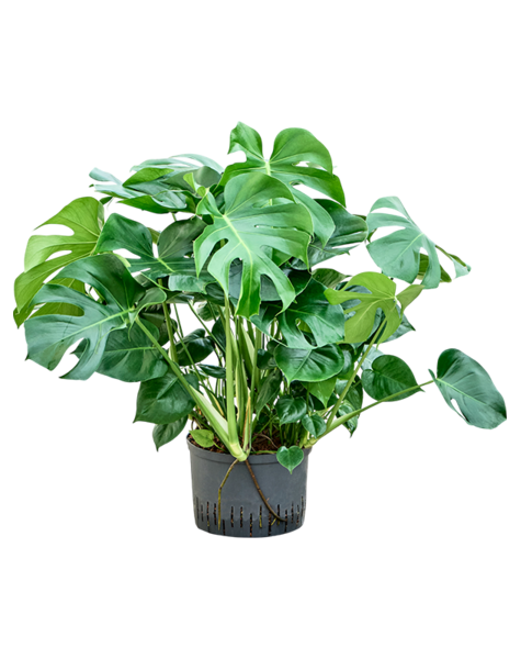 Hydroplant Monstera