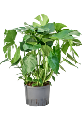 Hydroplant Monstera Deliciosa