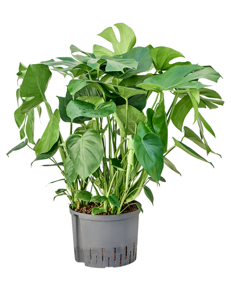 Hydroplant Monstera