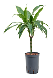 Hydroplant Dracena Fragrans Arturo
