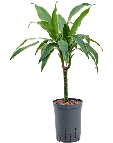 Hydroplant Dracena