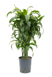 Hydroplant Dracaena Fragrans Dorado