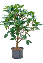 Hydroplant Ficus Cyathistipula