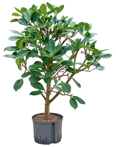 Hydroplant Ficus