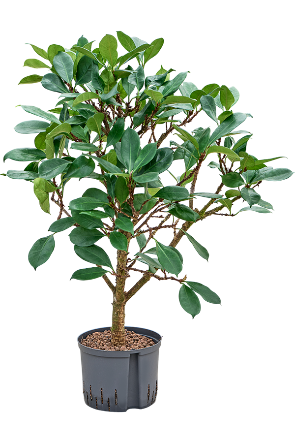 Hydroplant Ficus Cyathistipula