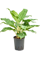 Hydroplant Aglaonema Pavo Real
