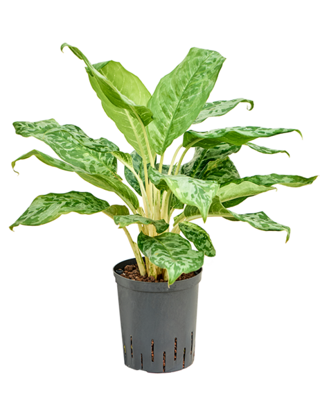 Hydroplant Aglaonema