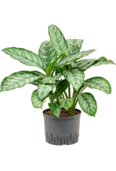 Hydroplant Aglaonema Chantal