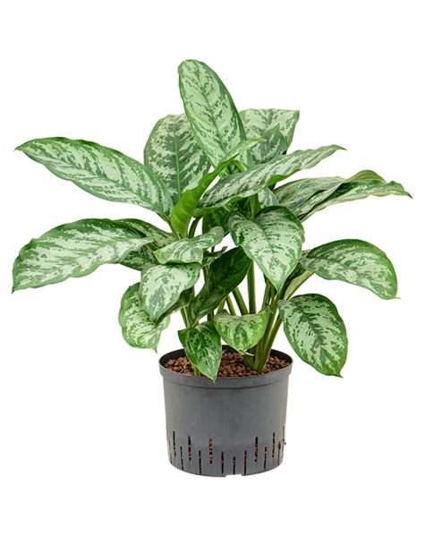 Hydroplant Aglaonema
