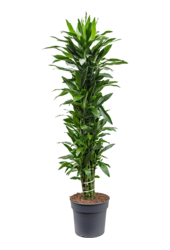 Dracena Fragrans Janet Lind