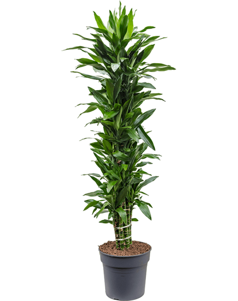 Dracena