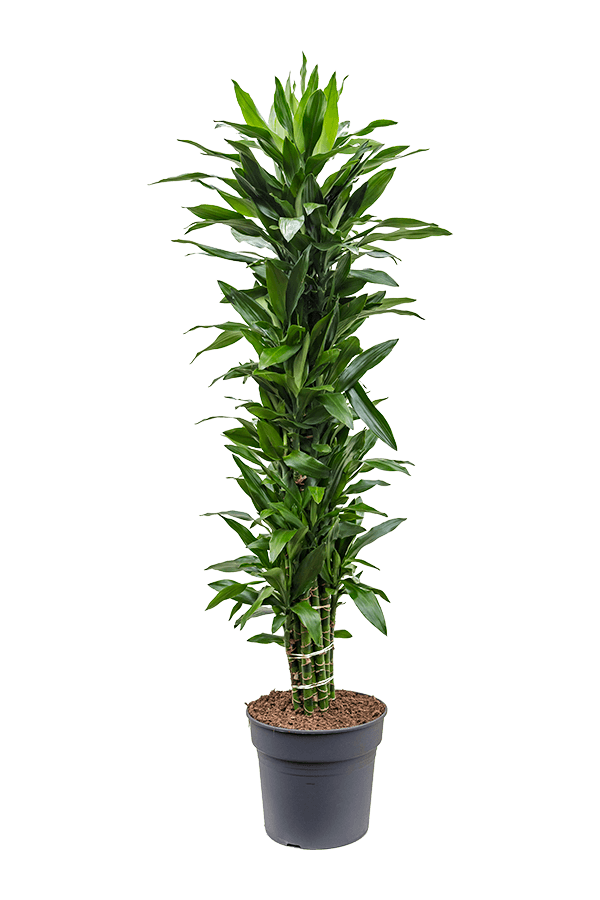Dracena Fragrans Janet Lind