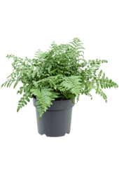 Asplenium Dimorphum Parvati
