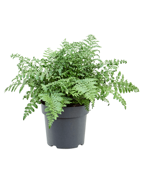 Asplenium