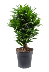 Dracena Fragrans Compacta