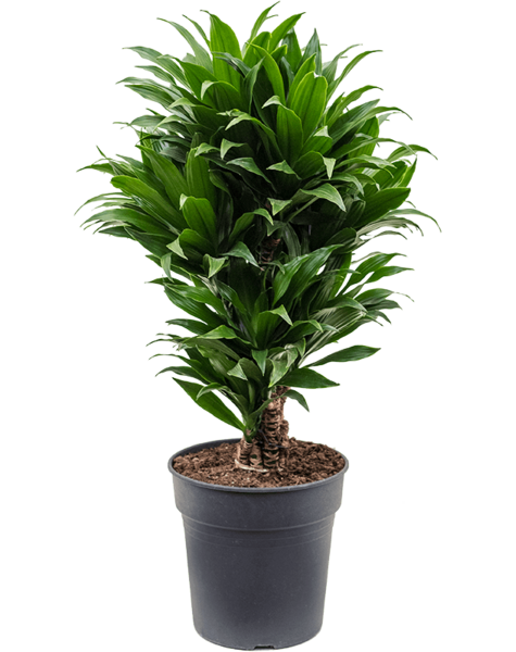 Dracena