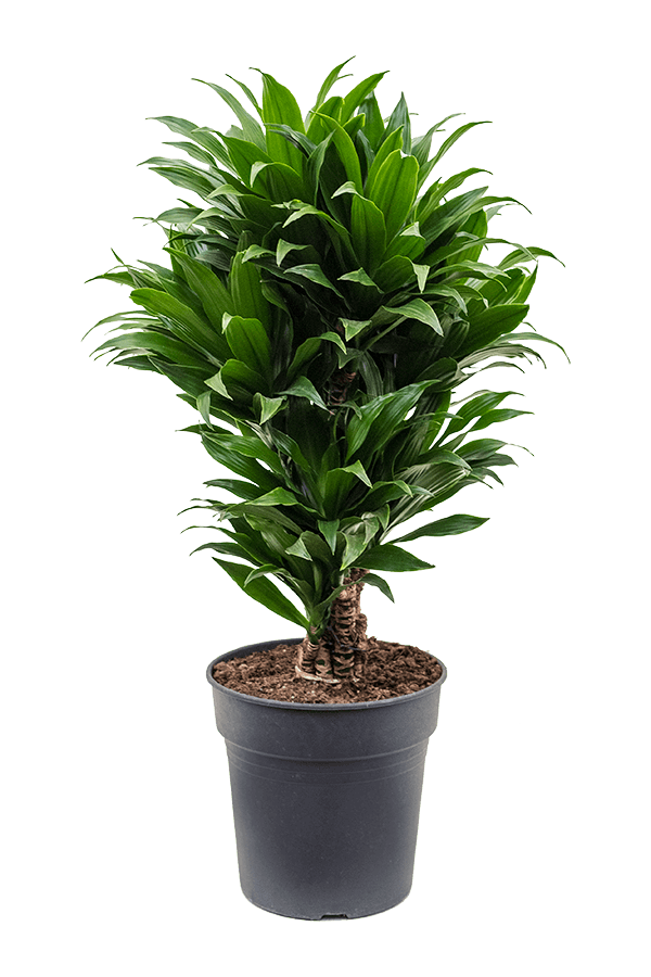 Dracena Fragrans Compacta