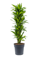 Dracaena Fragrans Cintho