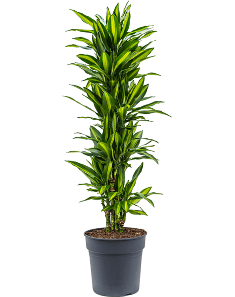 Dracaena