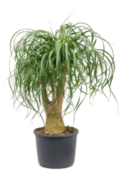 Beaucarnea Recurvata