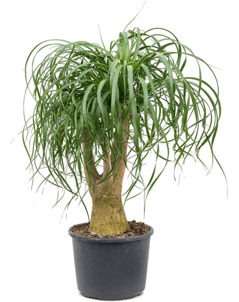 Beaucarnea