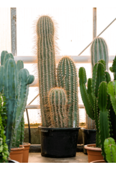 Trichocereus Pasacana