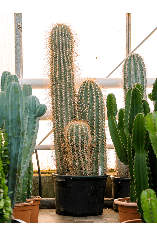 Trichocereus Pasacana