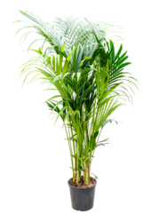 Kentia (Howea) Forsteriana