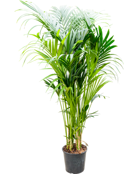 Kentia