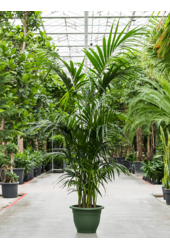 Kentia (Howea) Forsteriana