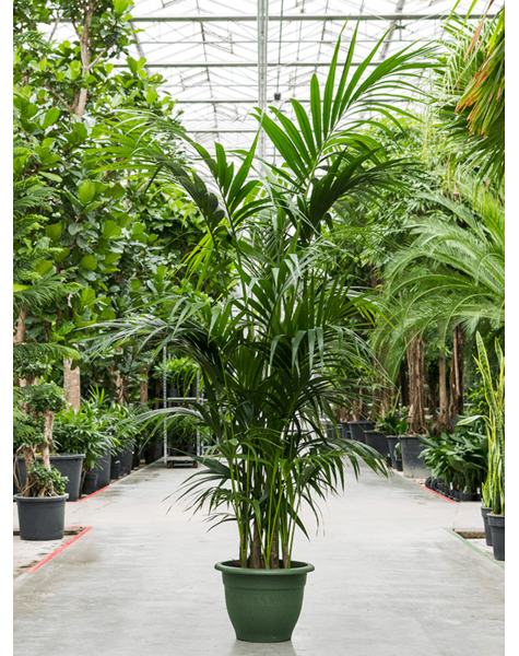 Kentia