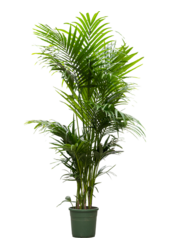 Kentia (Howea) Forsteriana