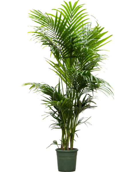 Kentia