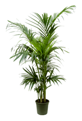 Kentia (Howea) Forsteriana