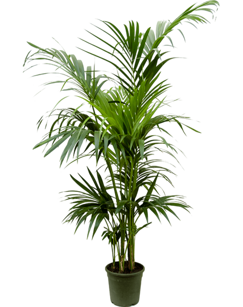 Kentia