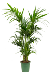 Kentia (Howea) Forsteriana
