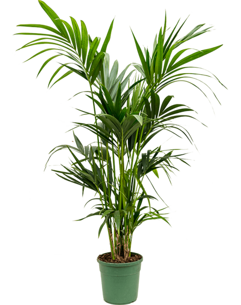 Kentia