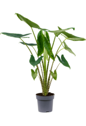 Alocasia Zebrina