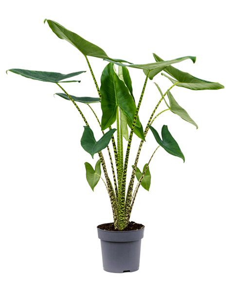 Alocasia