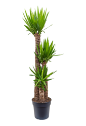 Yucca Elephantipes