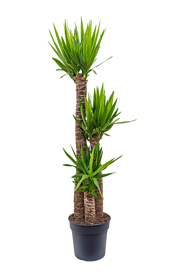 Yucca Elephantipes