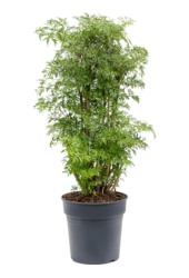 Aralia (Polyscias) Ming