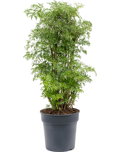 Aralia