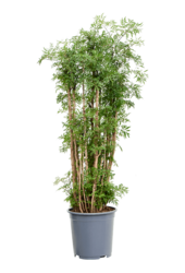 Aralia (Polyscias) Ming