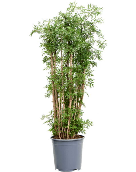 Aralia