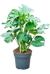 Monstera Deliciosa