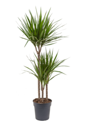 Dracena obrzeżona